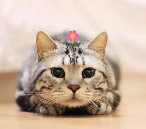 哪种动物一直在换牙