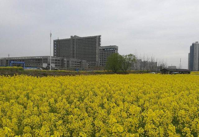 横石塘Gdp_横石塘油菜花(2)