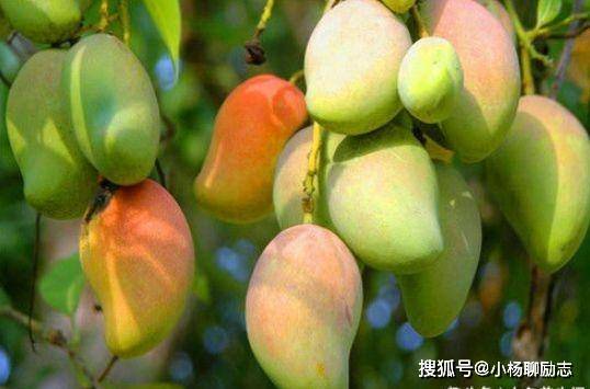 芒果怎么种植在家里 24b43ada382c42c5a82bcc24106a57cb.jpeg