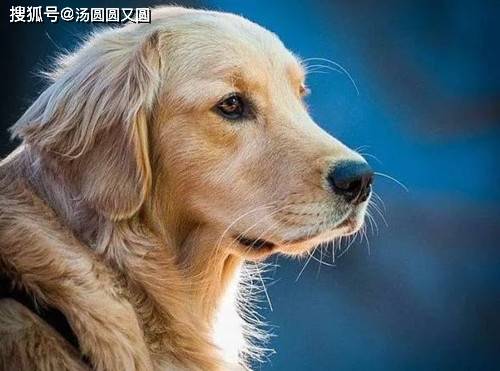 主人|【养宠经验】金毛淋雨以后会不会感冒