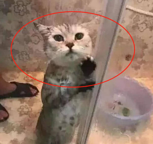 原创猫咪被主人逮去洗澡,拼死也不进浴室,歇斯底里扶门狂吼不停