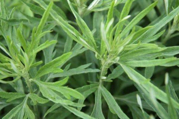 什么时候的艾草阳气最重 91aa71b6e5ab4bb7aa47d7553f0e7f04.jpeg