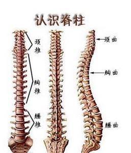 你真的了解脊柱吗?一起来揭开脊柱的"真面目"