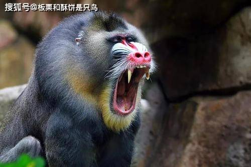 原创山魈是鬼狒吗?这两种活跃于民间传说中的生物,实际区别还挺大的