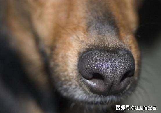 狗为啥会在门口乱叫 70efbf333f234c3e893bddef7bdf3798.jpeg