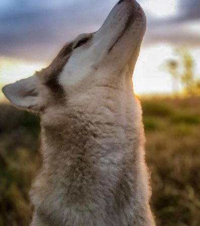 梦回归途，被遗弃的温柔与门前狼犬的寓言