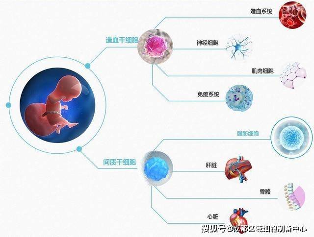 人体的神经细胞真的无法再生吗