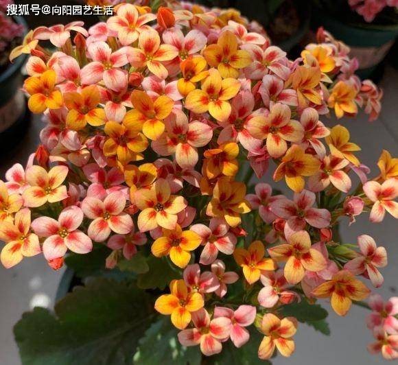 原创秋季适合养哪些花?8种开花植物,好养易上手,秋冬开满阳台