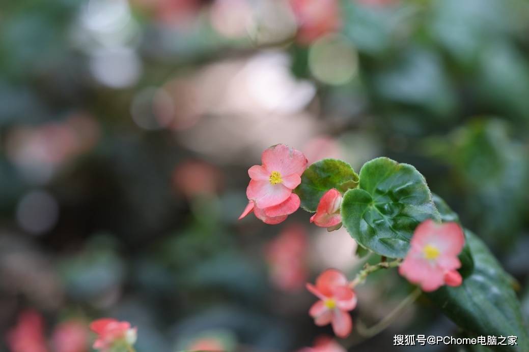 画幅|新一代全画幅专微旗舰 佳能EOS R5评测