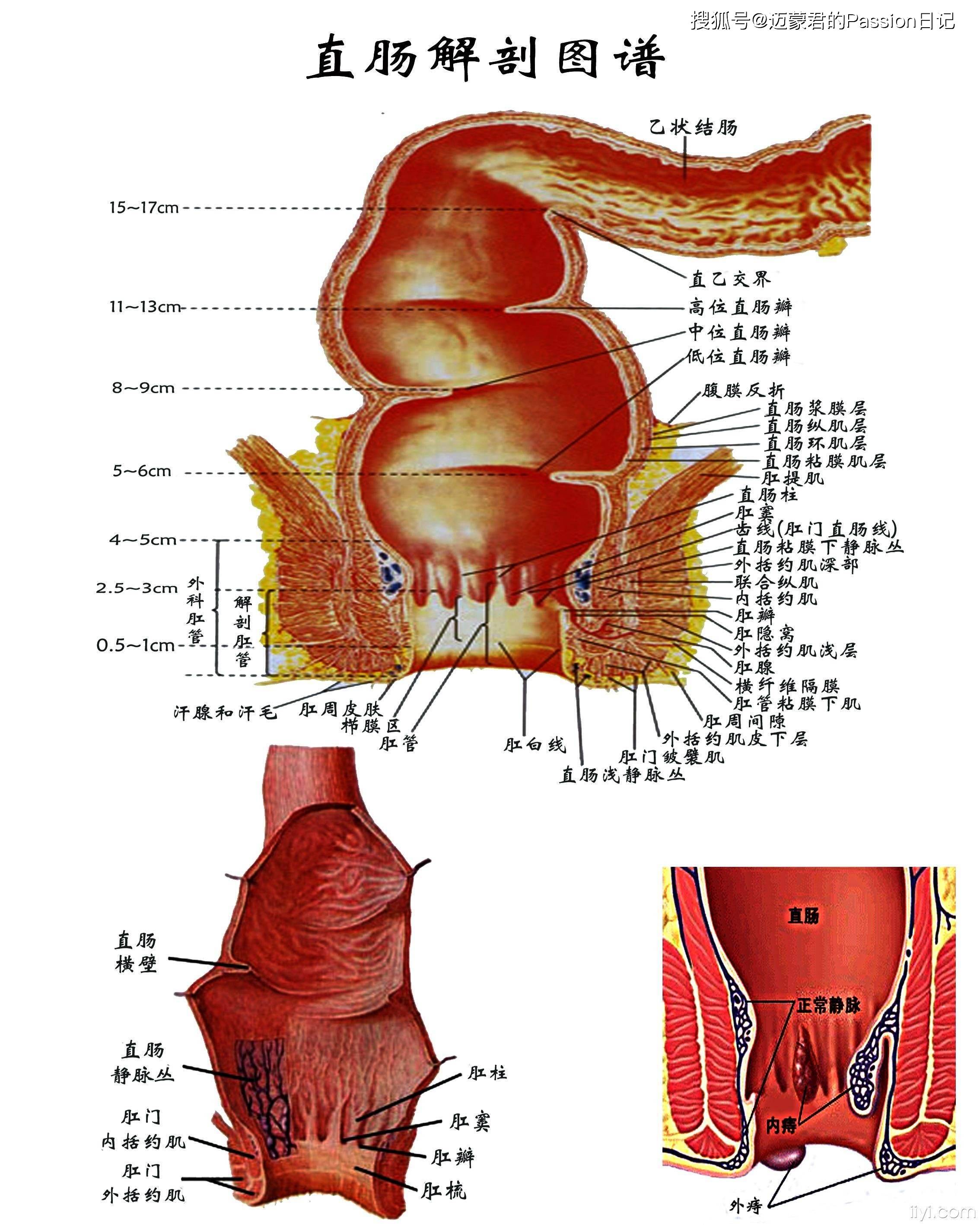 简约版肛门直肠解剖生理概要