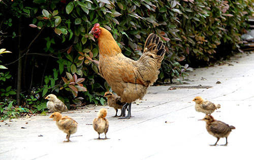 怎样防止小鸡被踩死 138cd8a919da44199b913faa688f30e2.jpeg