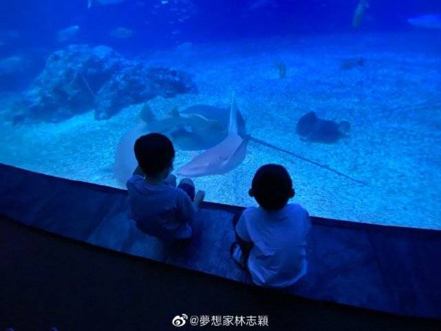 哥哥|双子星好激动，11岁黑米哥哥超爸爸肩膀林志颖带仨儿子逛海洋馆