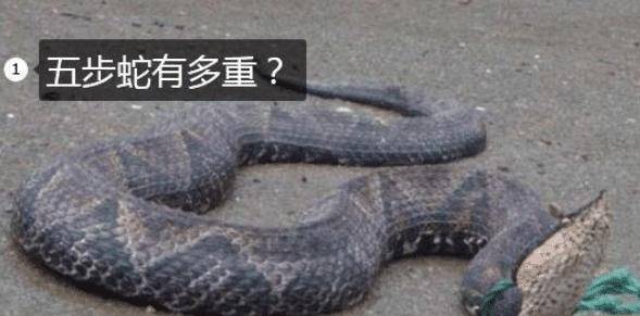 中国最大的成年野生五步蛇一般有多重?这个头就问你怕