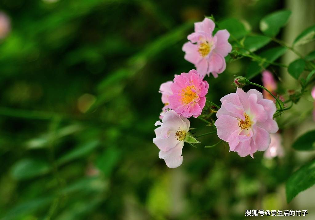 情花简谱_邓丽君情花简谱(3)