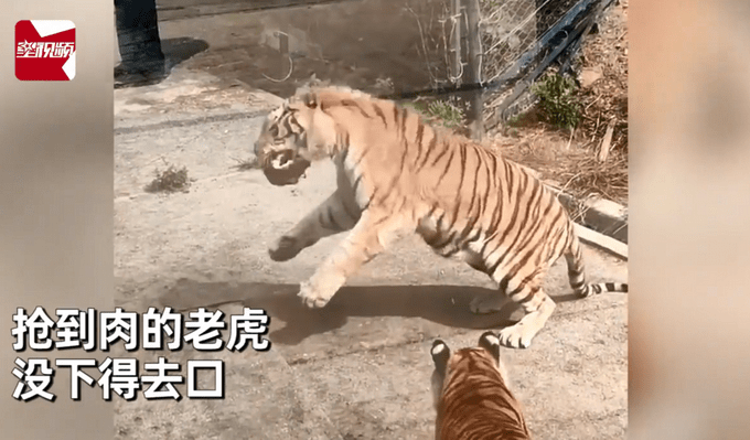 太萌!母老虎为吃肉躺地卖萌撒娇,公老虎一脸无奈将肉让出