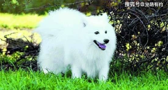 能面　狐　犬 Pin Chun (@p___0426) • Instagram photos and videos