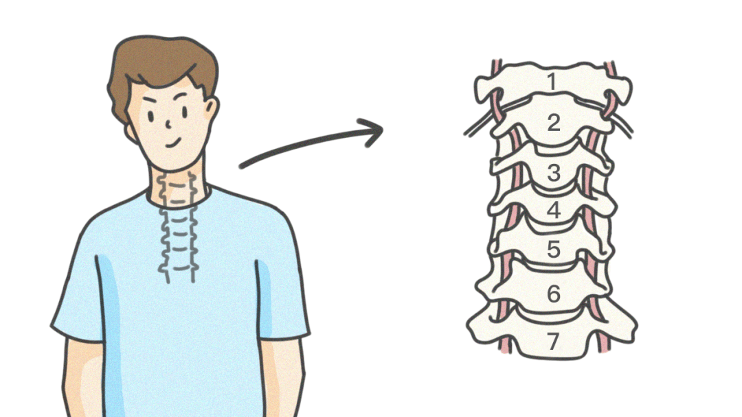 是一共由7块椎骨组成人类的颈椎低头时颈椎承受着什么?