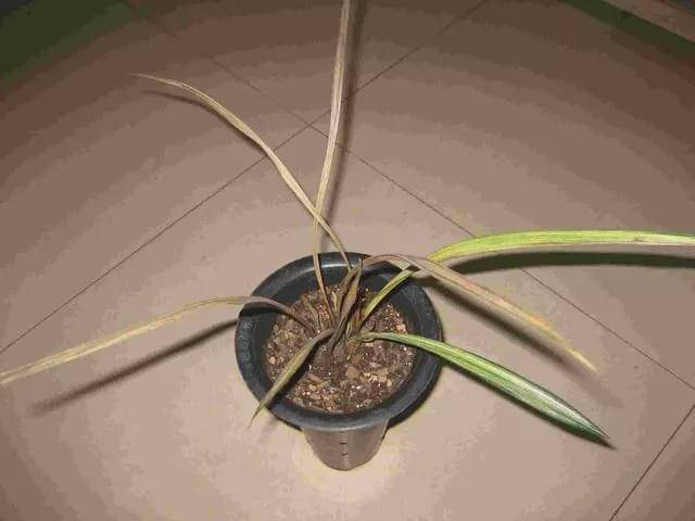 原创兰花死苗莫大意,对整盆的长势都有影响!