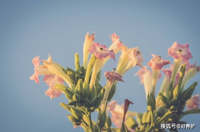 烟草花的整体根系呈自立化,花型圆圆的,呈喇叭状,而且颜色丰富,看起来