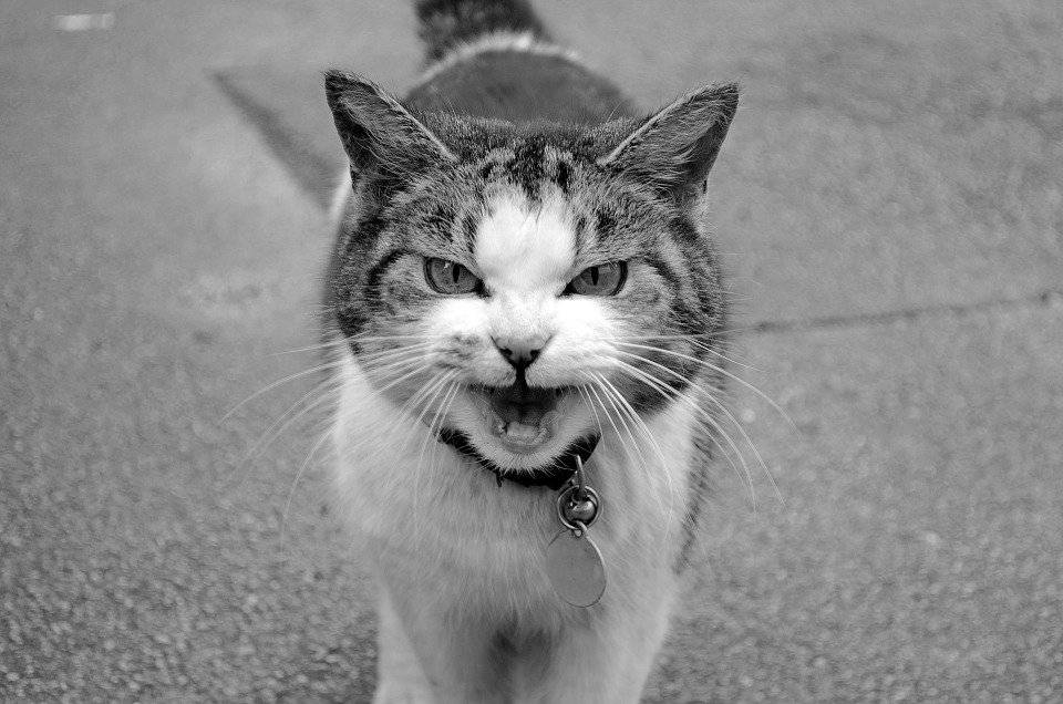 如何安抚生气中的猫咪?网友:跟女朋友一样难哄