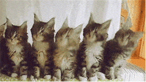 87b0bccc89e24c19a493883a58c18ce0.gif