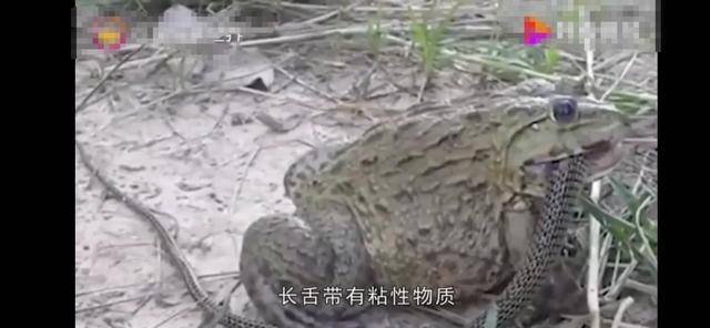 原创蛇吃蛙？蛙吃蛇！这种蛙最喜欢捕食响尾蛇，几乎没有失手