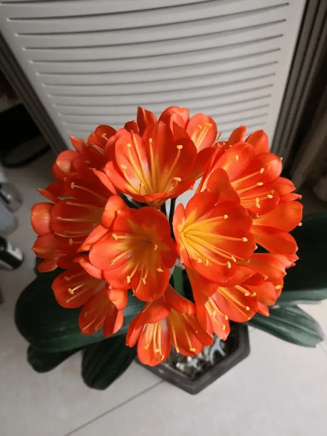 君子兰浇水的正确方法和时间 af503e99b2f6461496c7fc5c8e0bb00b.png