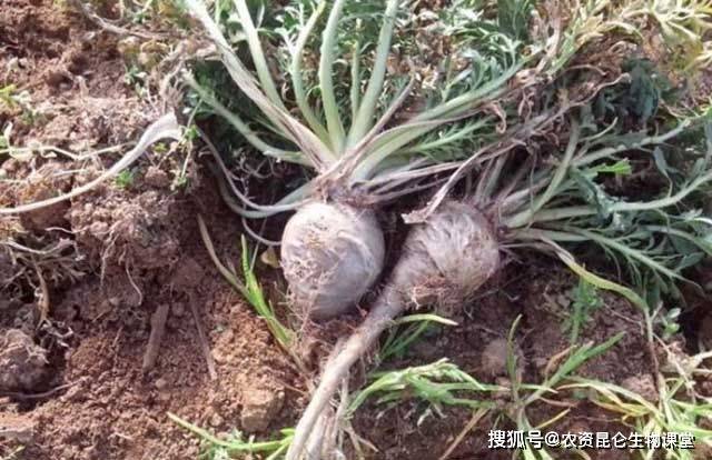 中医中草药药效功能大全 e8aa0f6a18bc4d178469ad9e682f3527.jpeg