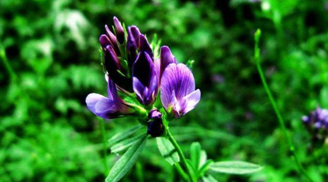 紫花苜蓿种子 多年生 兔鸡鸭鹅牛羊猪 四季牧草