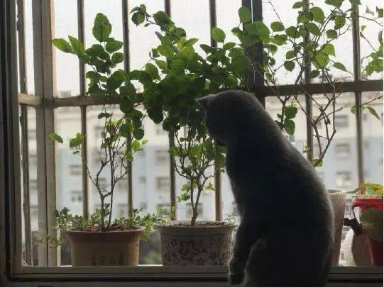 1ca1a5539f3d41fca045dc04c48695a3.jpeg
