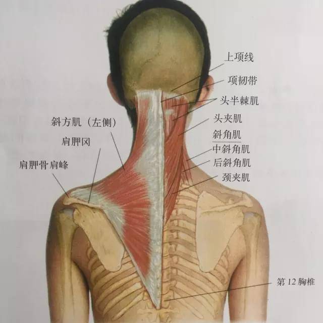 落枕处理,学会这个按摩方式,不再求医生_颈部