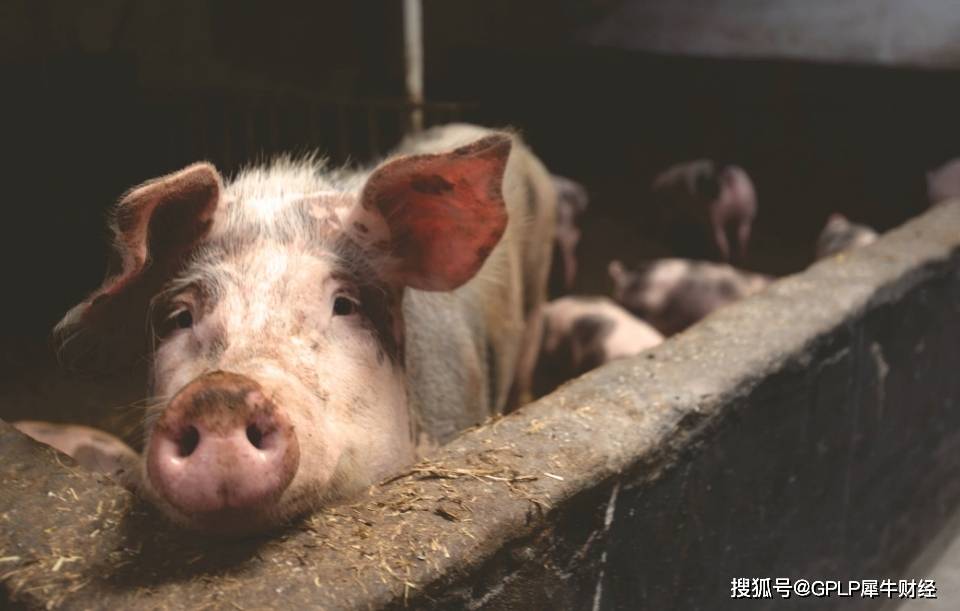 同比增长|少杀猪也能多挣钱 双汇发展上半年净利润增长26.74% 全靠猪肉涨价