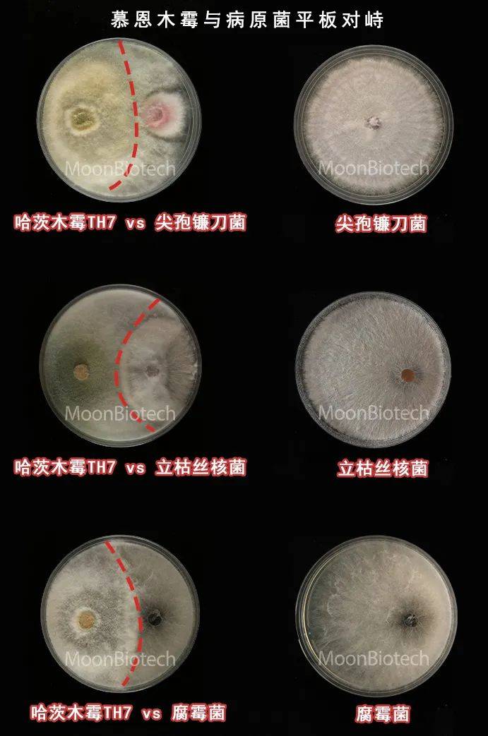 2,淡紫紫孢菌