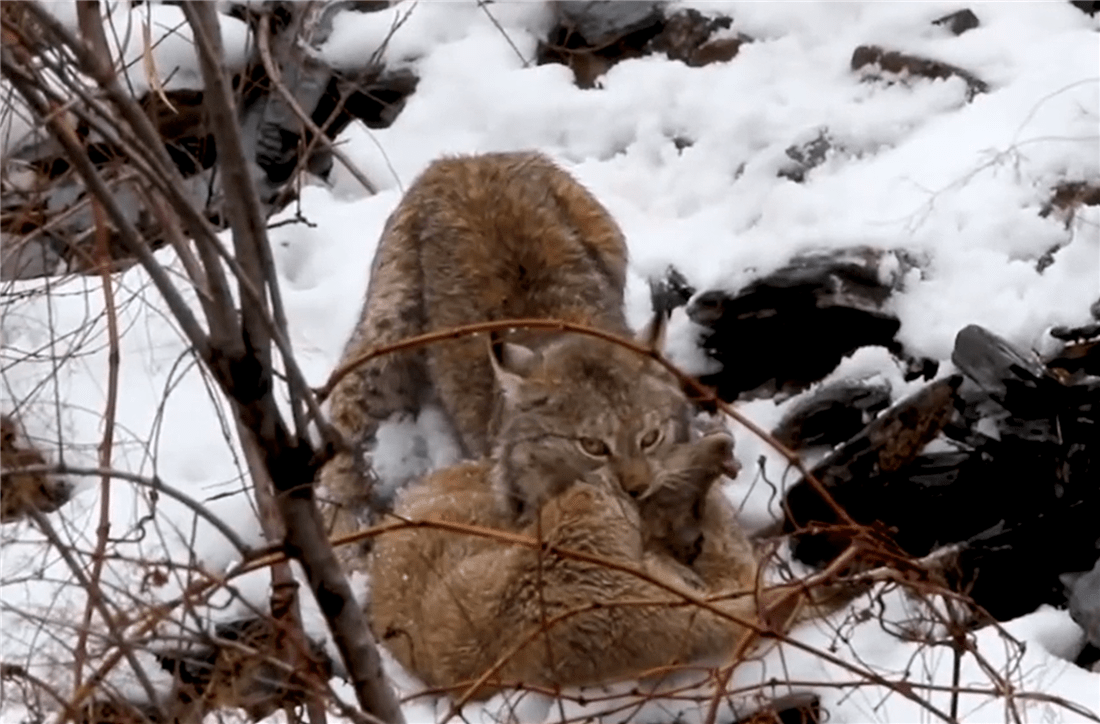 原创猞猁现身帕米尔高原捕食捻角山羊母羊吓得逃跑小羊活活被咬死