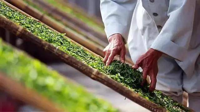 叶片|一点不碎,就是好白茶?福鼎白茶叶片完整度高