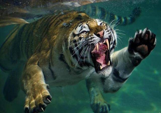 动物之中爪子是其锋利的武器 厉害的不是老虎熊狮 不