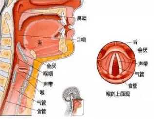 声音嘶哑可能是肿瘤"信号"_声带