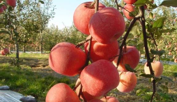 女生|或许也能“肤白貌美”为啥有的女生不长痘？爱吃这4种水果