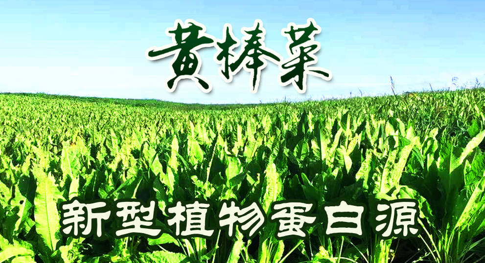 中国进口美国粮食最新消息 2992425f7acc4175b9e8e325e28a5cb1.jpeg