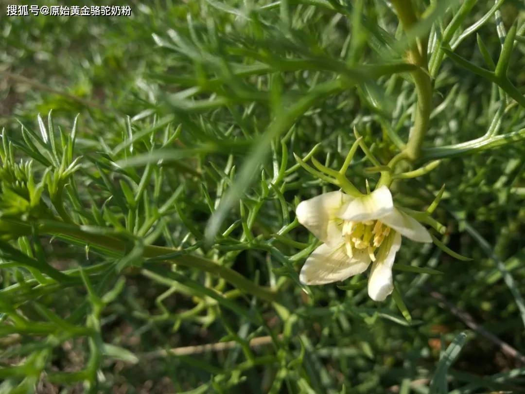 及多裂骆驼蓬peganum harmala l.var.multisecta maxim.的全草.