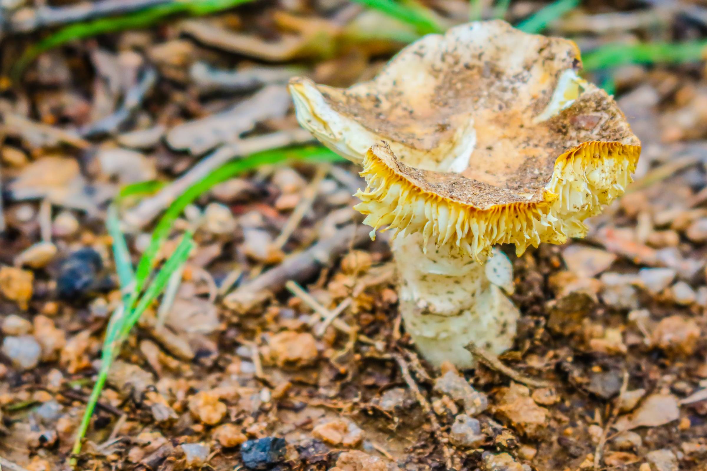 成语玩命猜兰花石头山_成语玩命猜答案山图解(3)