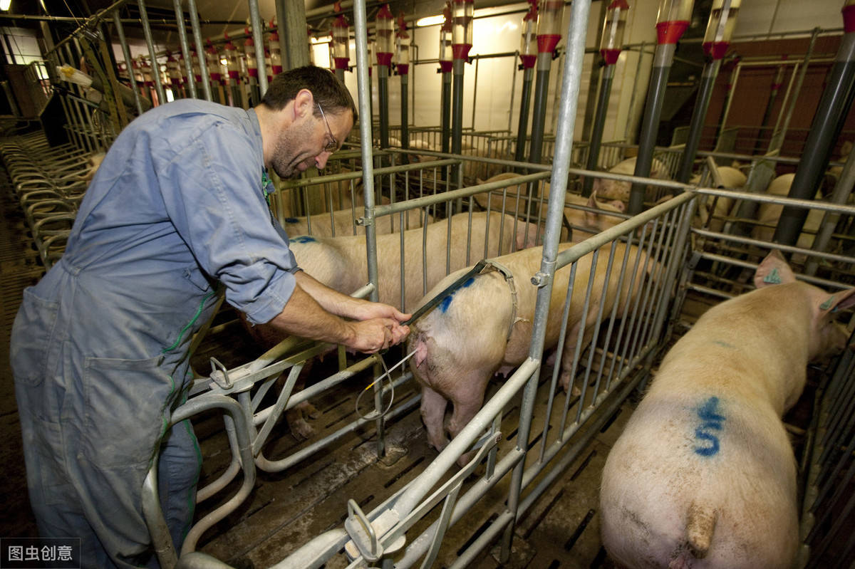 养殖场的后备母猪这样子管理,能够促进其受孕