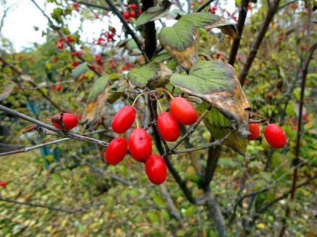 养生|美容养生、滋润肌肤,好吃也不贵!女性推荐多吃3种食物