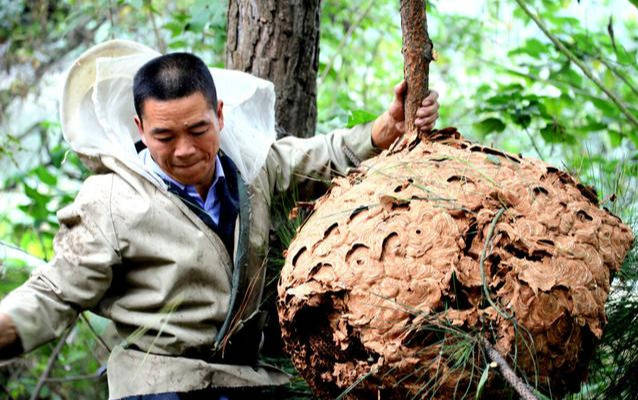 马蜂窝治什么病怎么使用 803a694520ab46a7814beb4a27bd1514.jpeg