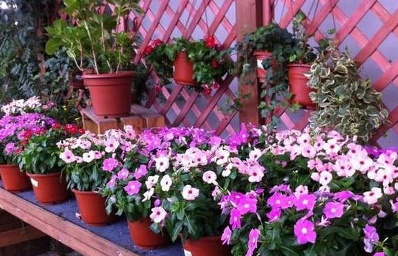 什么时候种花种 8fd92c8f9d744d138c1ccbee067d34d7.jpeg