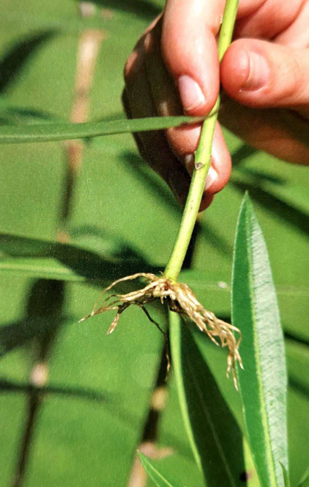 超有趣的繁殖法,从植物身体中取出一部分就能变成独立