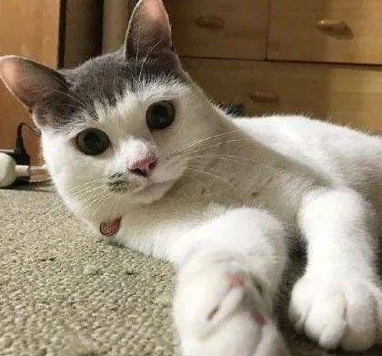 一组猫咪的天然造型图片:猫咪也走在时尚的前沿呀!