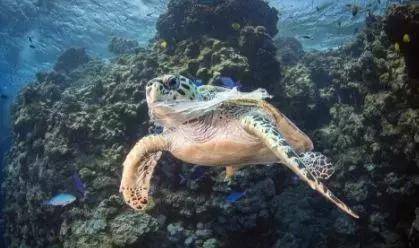 英女王宣布：向全人类公敌宣战，网友全力支持