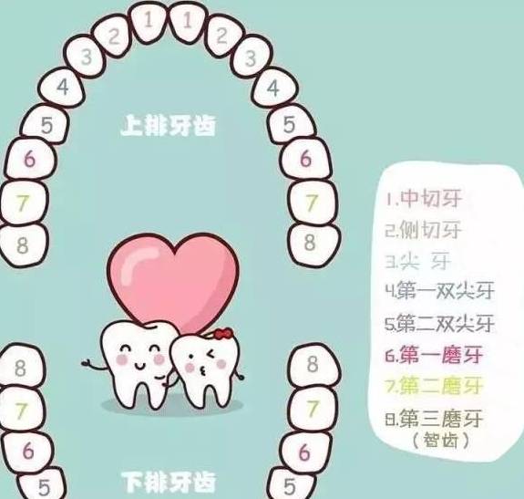 牙齿|上牙扔水沟”，换牙习俗有哪些？世界各地各有特色“下牙扔房顶