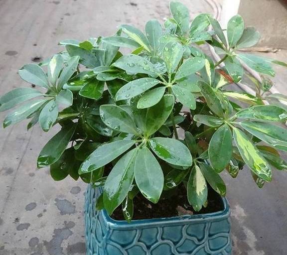 龟背竹怎么养护才能长得茂盛 648a1badf2a2420da0237da4532e741a.jpeg